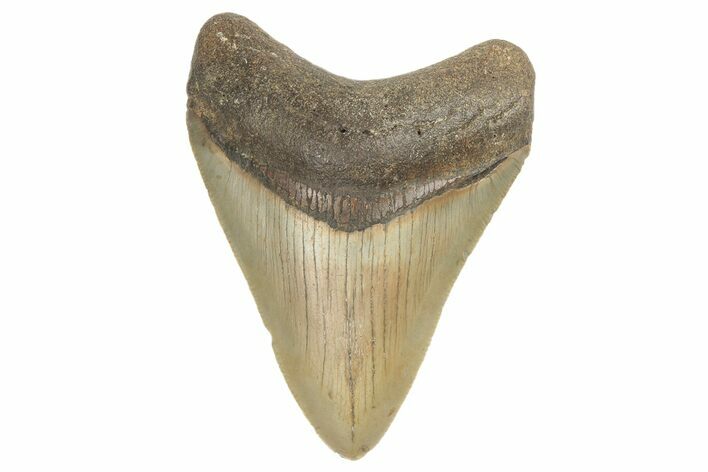 Fossil Megalodon Tooth - North Carolina #190766